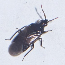 Orius niger